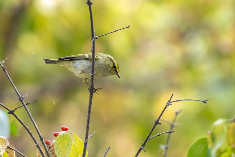 黃眉柳莺鳥類圖片