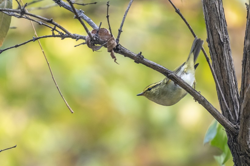 黃眉柳莺鳥類圖片