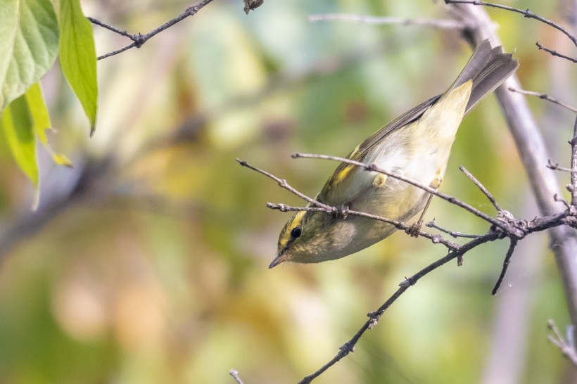 黃眉柳莺鳥類圖片