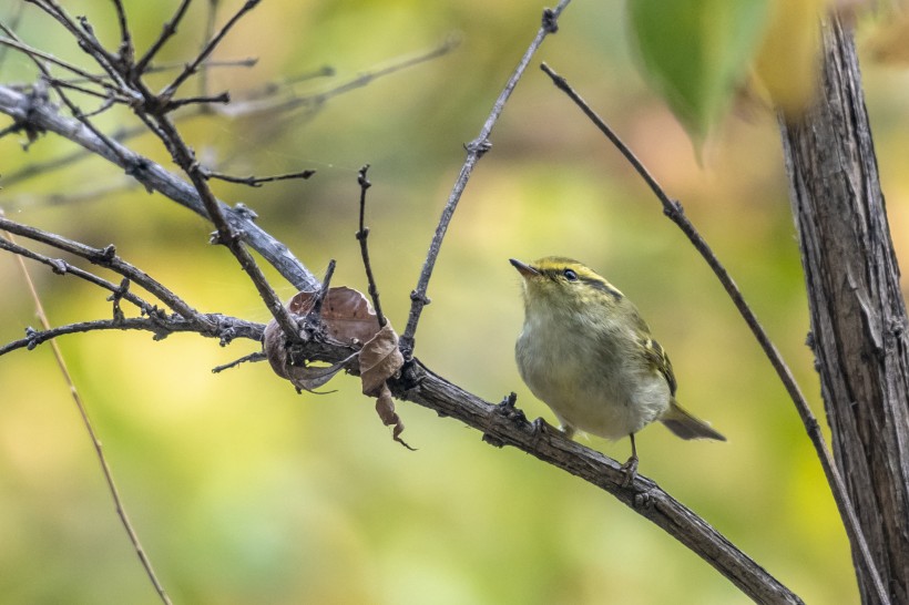 黃眉柳莺鳥類圖片