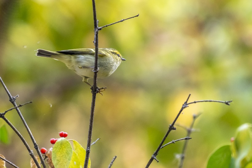 黃眉柳莺鳥類圖片