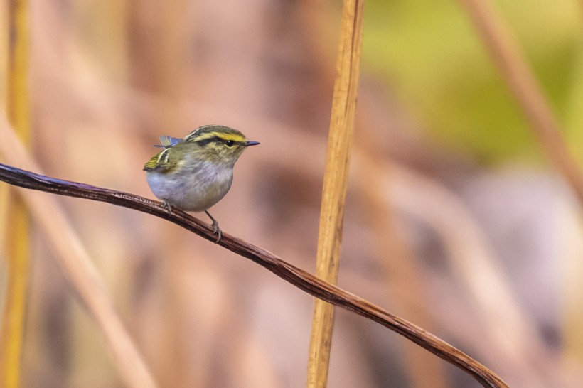 黃眉柳莺鳥類圖片