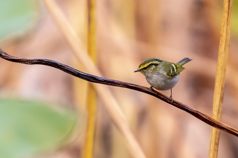 黃眉柳莺鳥類圖片