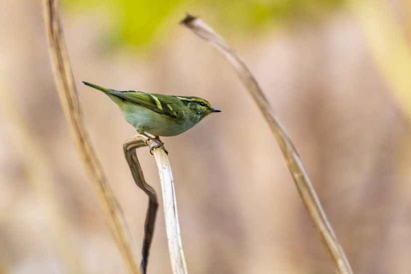 黃眉柳莺鳥類圖片