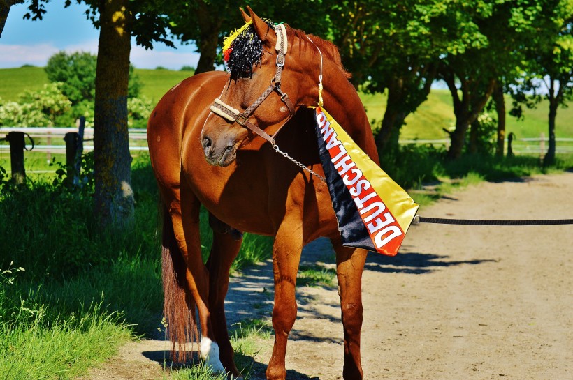 一匹裝扮奇特的馬圖片