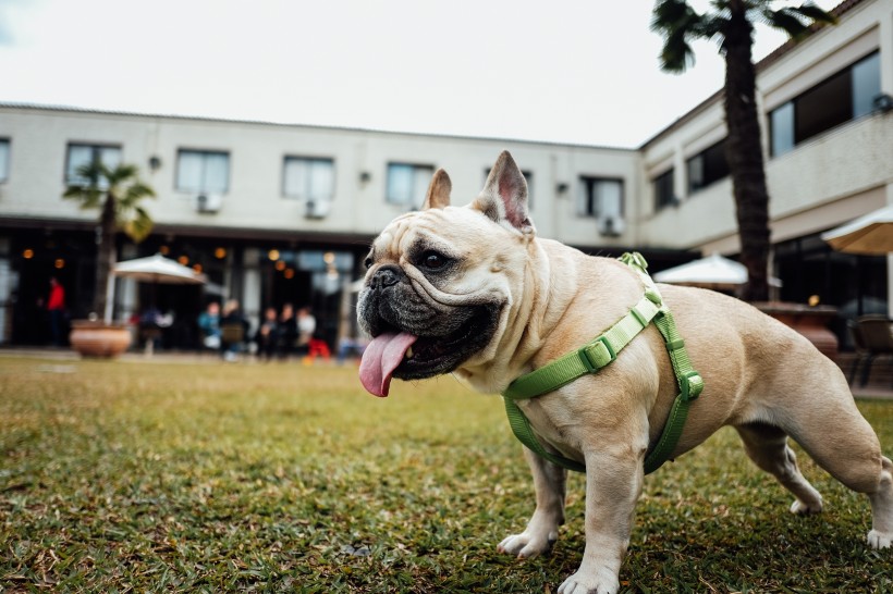 憨萌可愛的鬥牛犬圖片