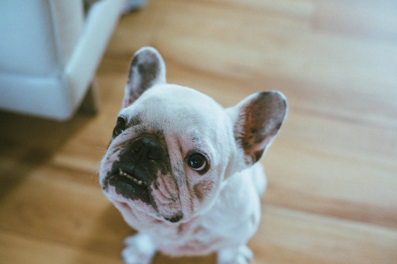 憨萌可愛的鬥牛犬圖片