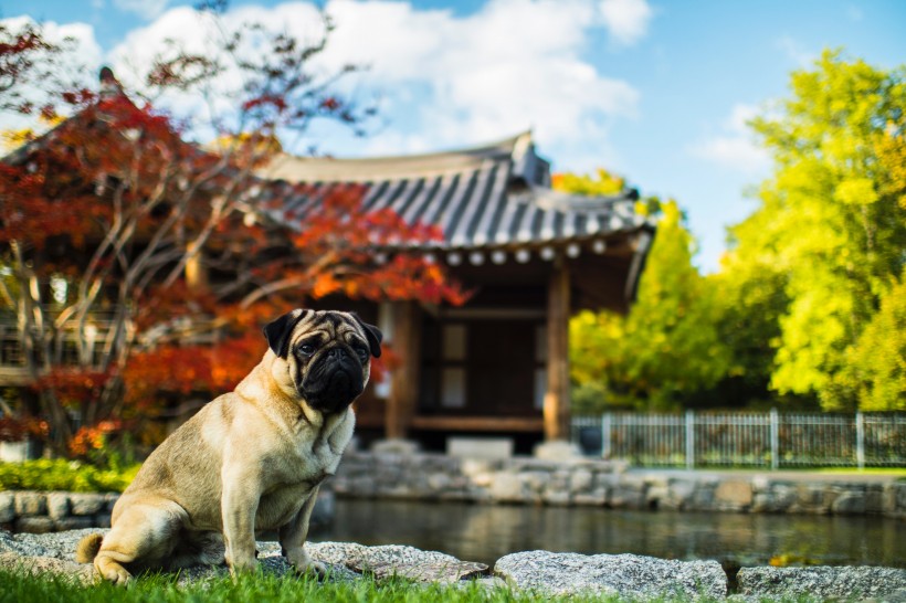 頑皮可愛的巴哥犬圖片