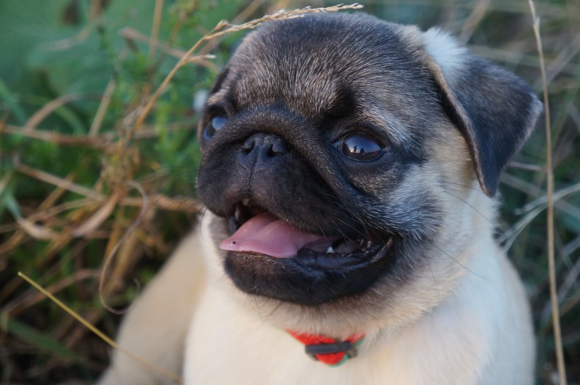 頑皮可愛的巴哥犬圖片