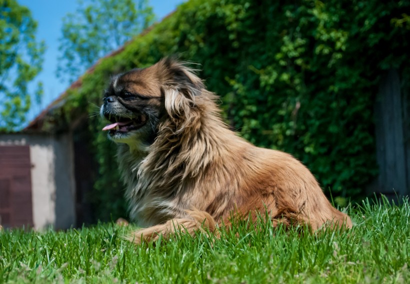 頑皮可愛的巴哥犬圖片