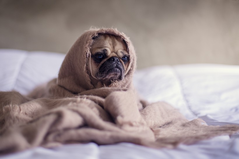 頑皮可愛的巴哥犬圖片