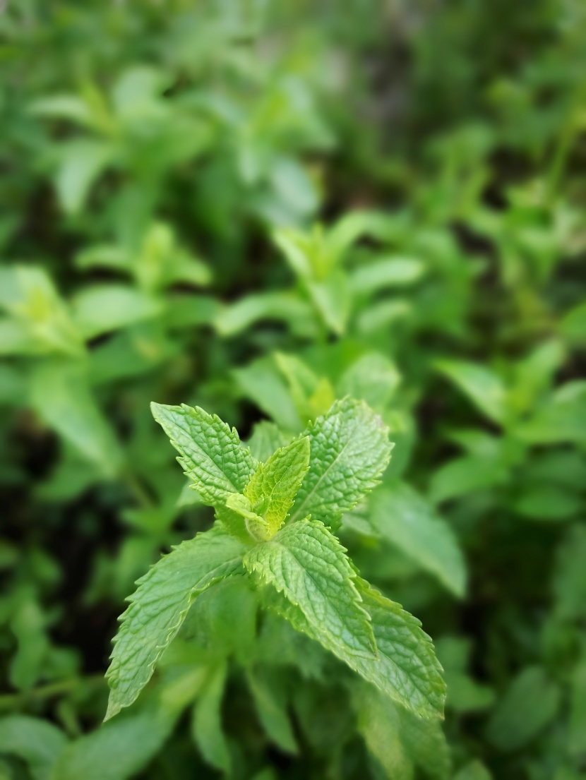 綠色新鮮的薄荷圖片