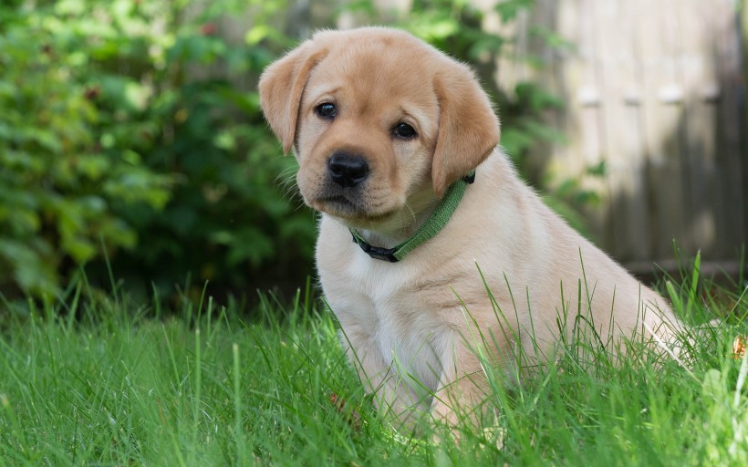 可愛的金毛尋回犬幼犬圖片