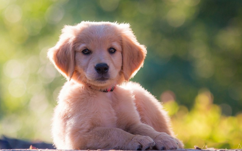 可愛的金毛尋回犬幼犬圖片