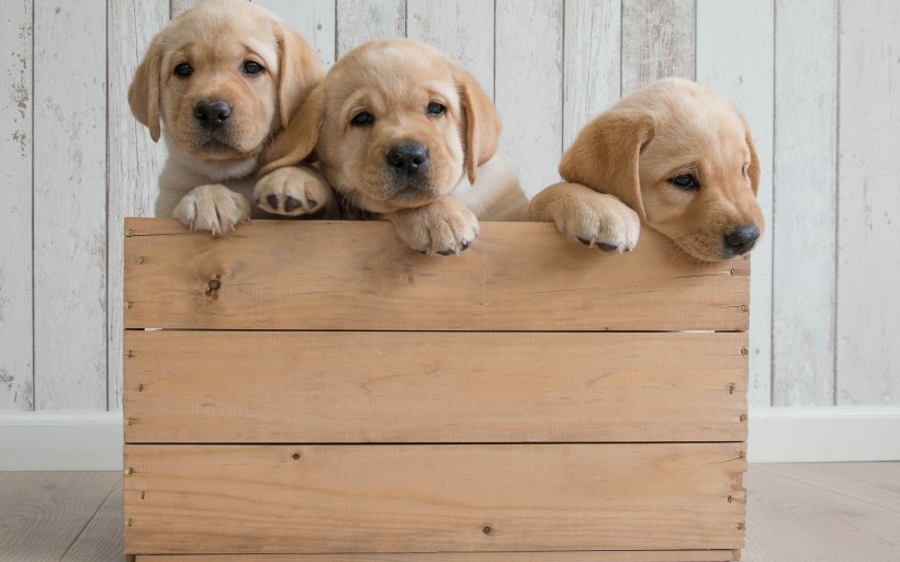 可愛的金毛尋回犬幼犬圖片