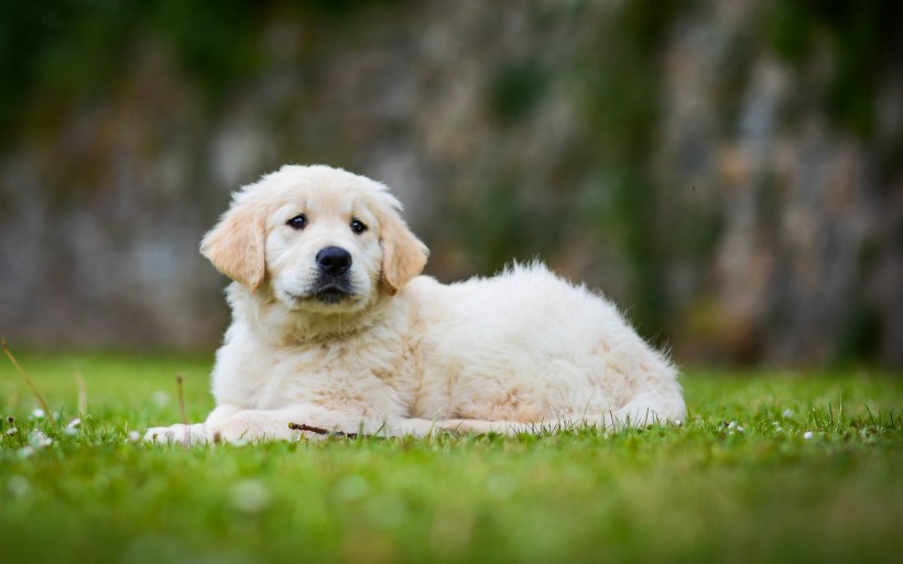 可愛的金毛尋回犬幼犬圖片