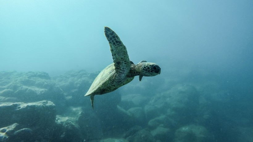 海中暢遊的海龜圖片