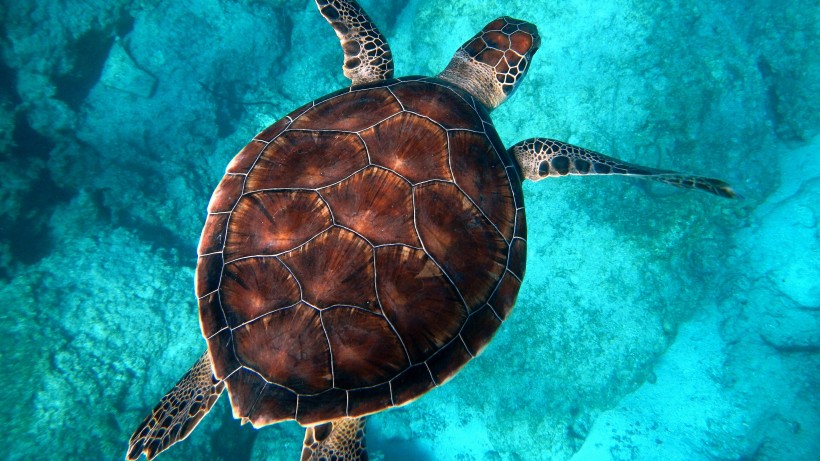 海中暢遊的海龜圖片