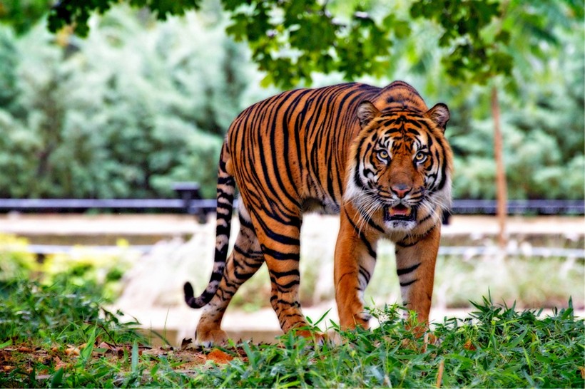 動物園裡的老虎圖片