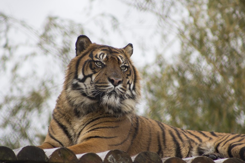 動物園裡的老虎圖片