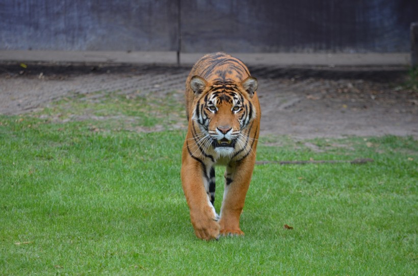 動物園裡的老虎圖片