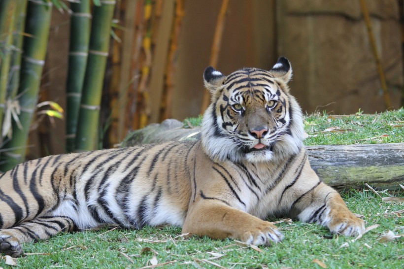 動物園裡的老虎圖片