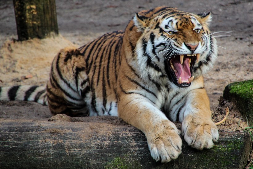 動物園裡的老虎圖片