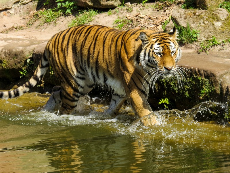 動物園裡的老虎圖片