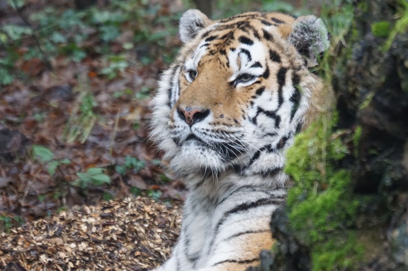 動物園裡的老虎圖片