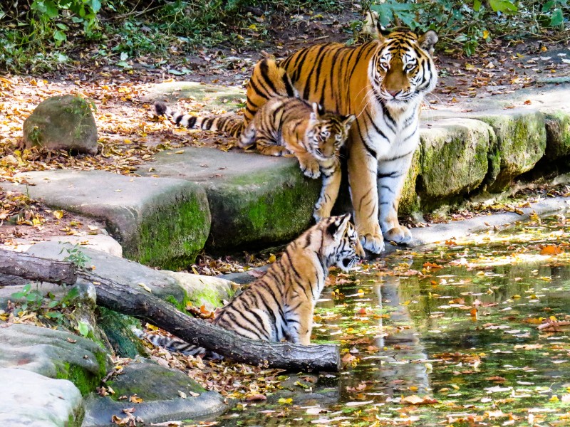 動物園裡的老虎圖片