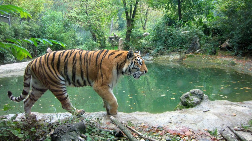 動物園裡的老虎圖片