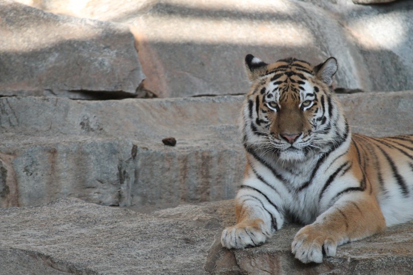 動物園裡的老虎圖片