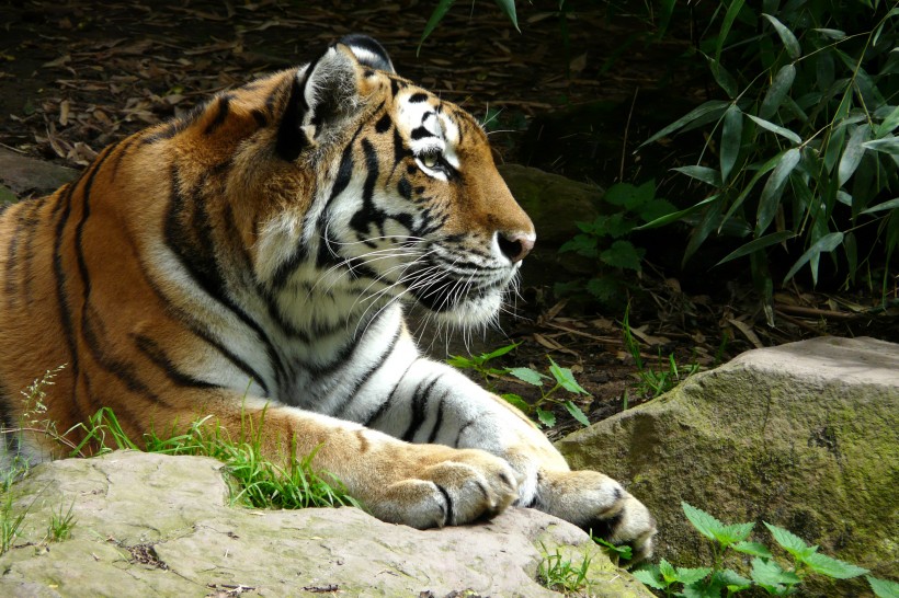 動物園裡的老虎圖片