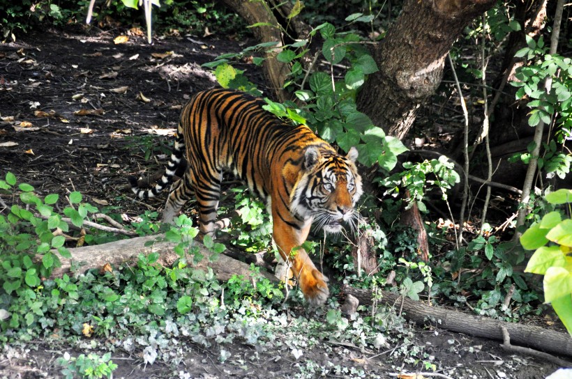 動物園裡的老虎圖片