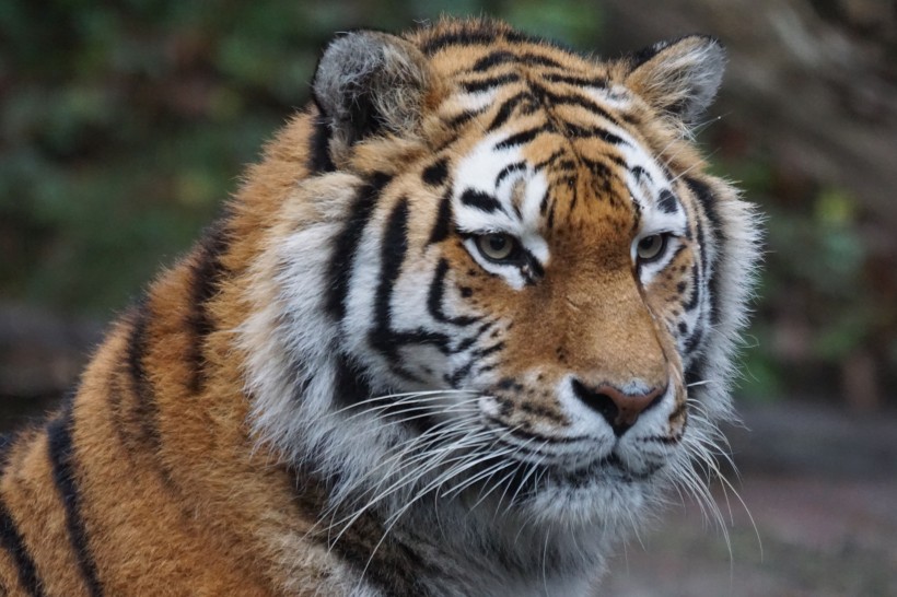 動物園裡的老虎圖片