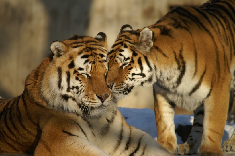 動物園裡的老虎圖片