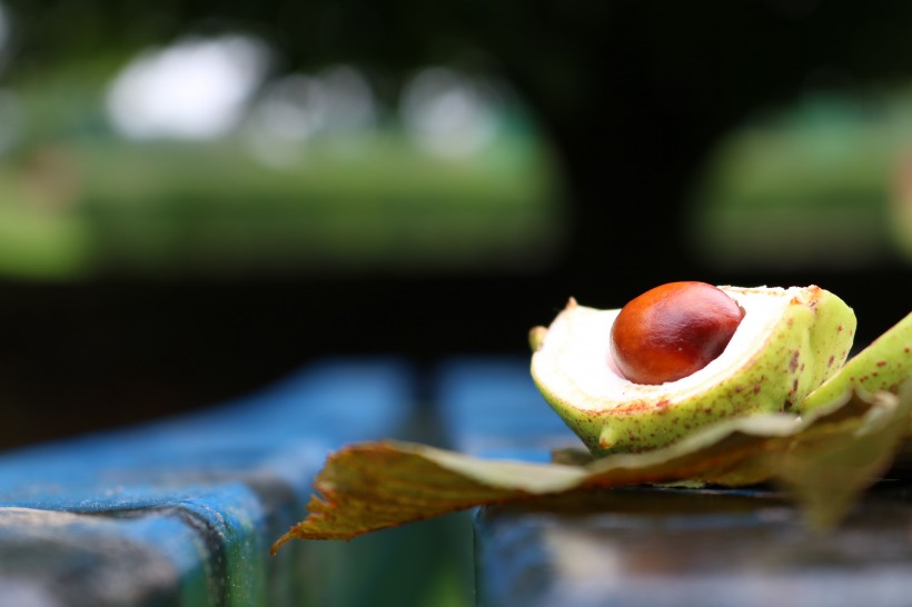 綠色營養的牛油果圖片