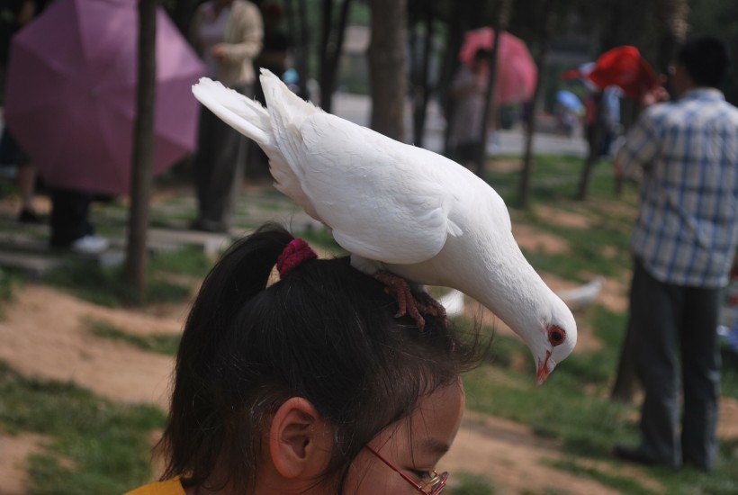 一隻白色的鴿子圖片