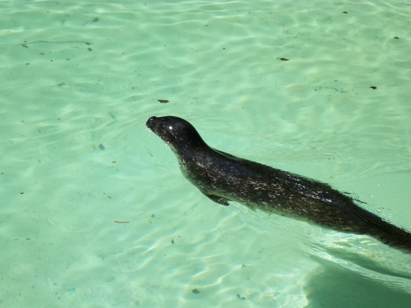 一隻可愛的海獅圖片