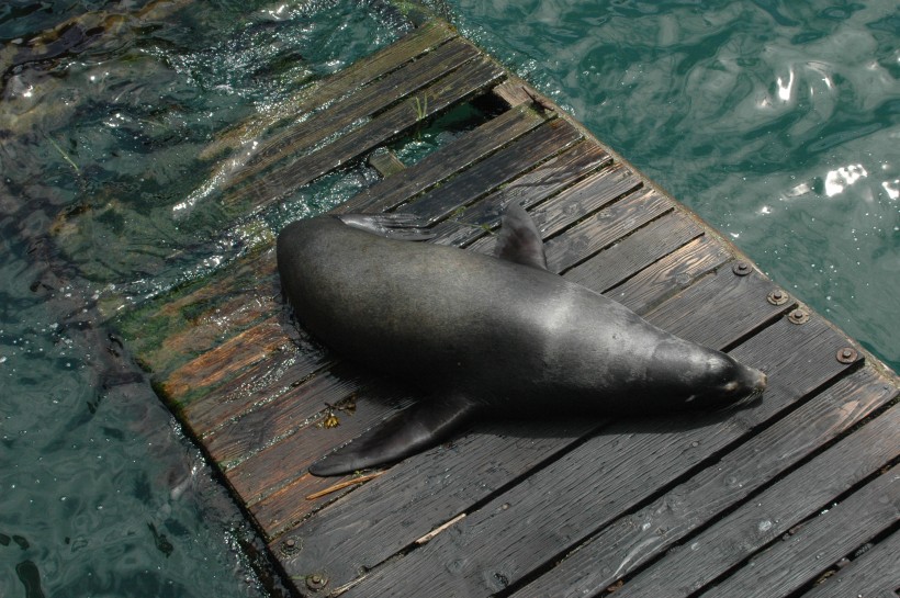 一隻可愛的海獅圖片