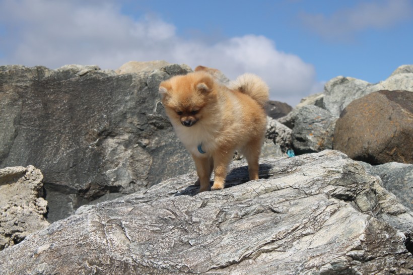 頑皮可愛的博美犬圖片