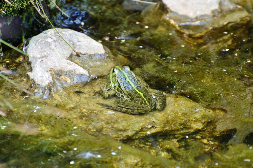 池塘裡的青蛙圖片