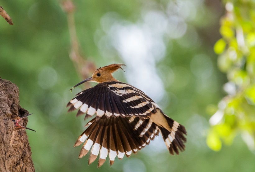 戴勝鳥圖片