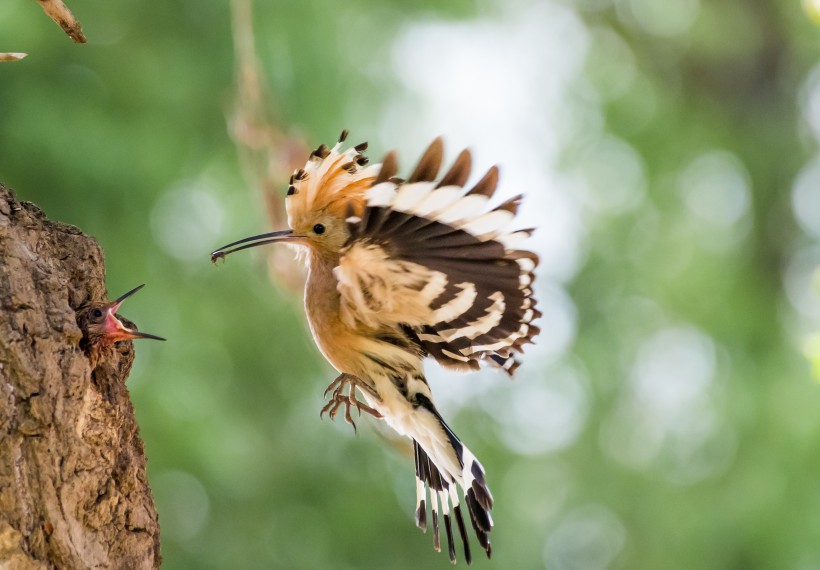 戴勝鳥圖片