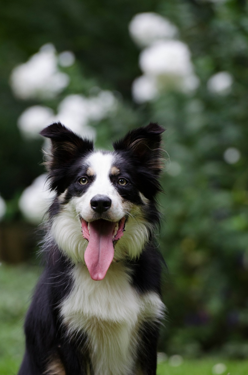 活潑可愛的牧羊犬圖片