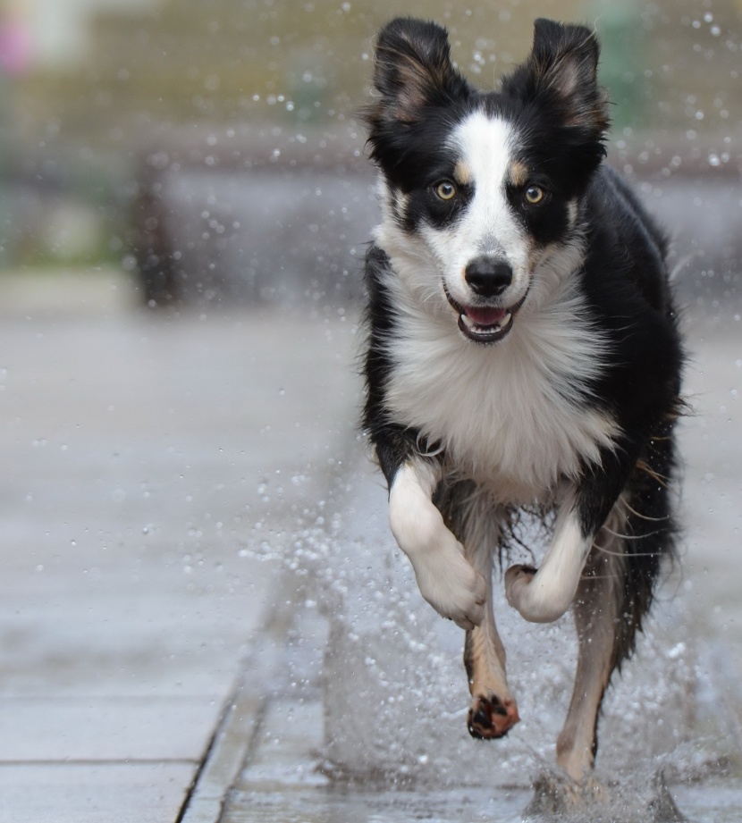 活潑可愛的牧羊犬圖片