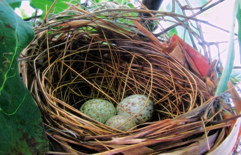 鳥巢中的鳥蛋圖片