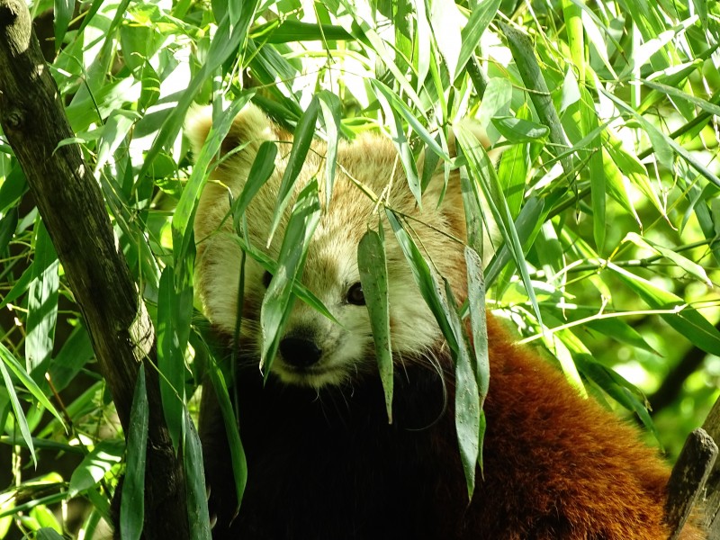 活潑可愛的小熊貓圖片