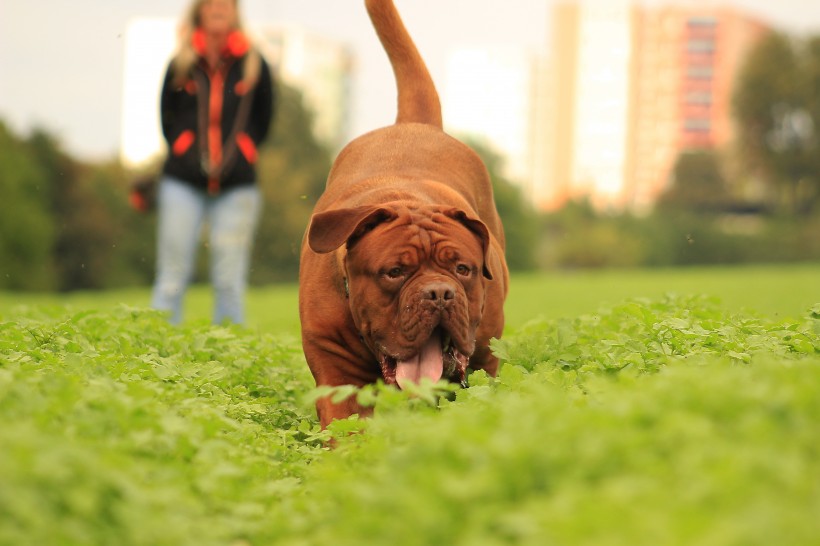 波爾多犬圖片