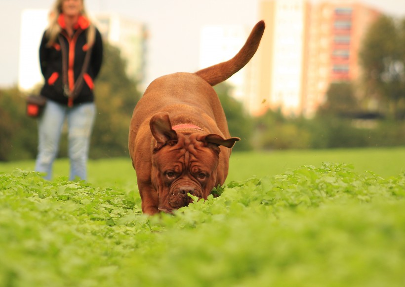 在草地玩耍的波爾多犬圖片